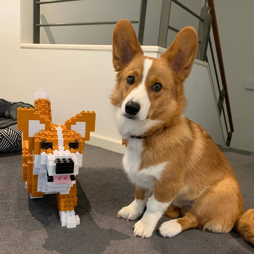 Welsh Corgi