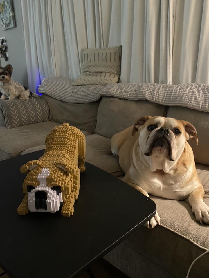 English Bulldog
