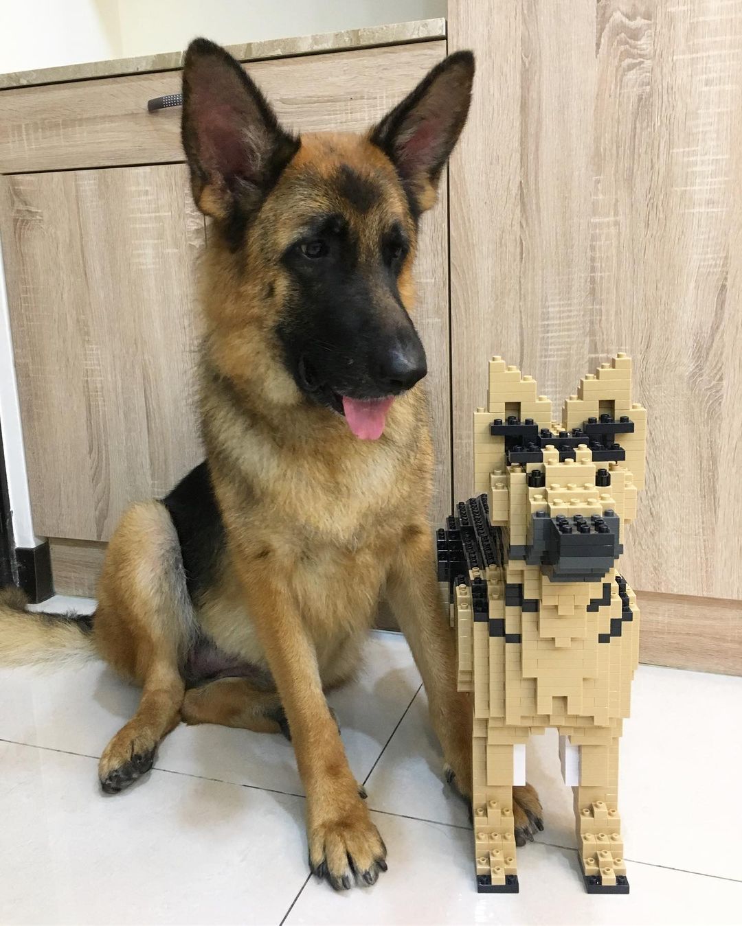 German Shepherd