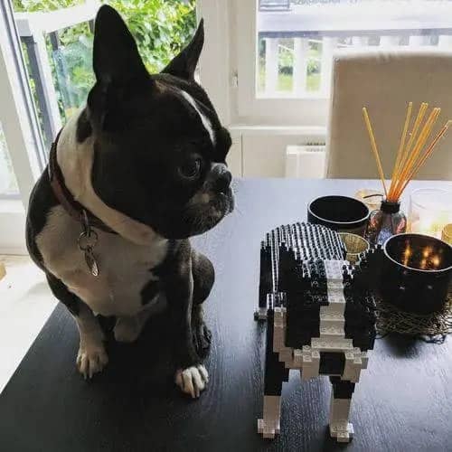 Boston Terrier