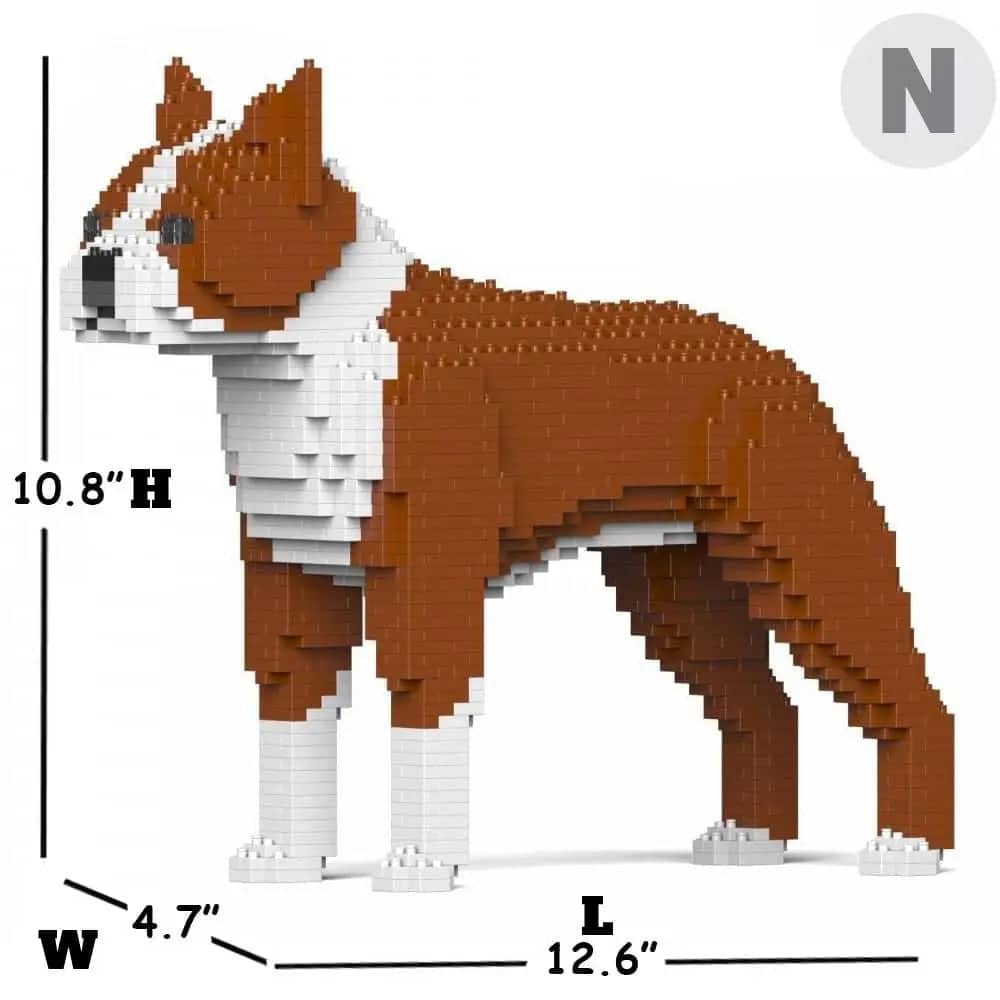 Boston Terrier