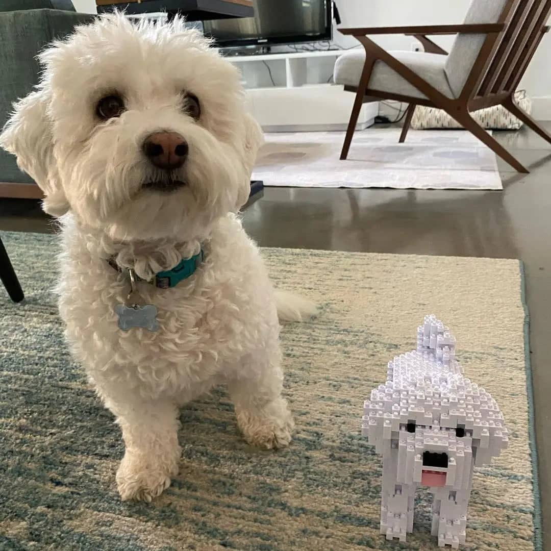Maltese