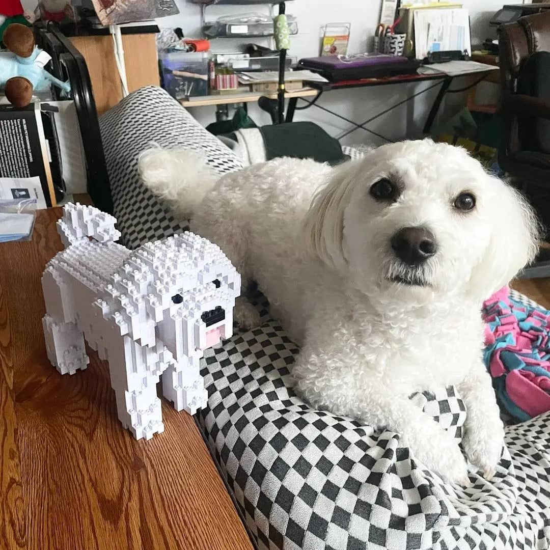 Maltese