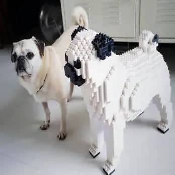 Pug