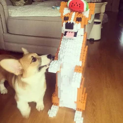Welsh Corgi