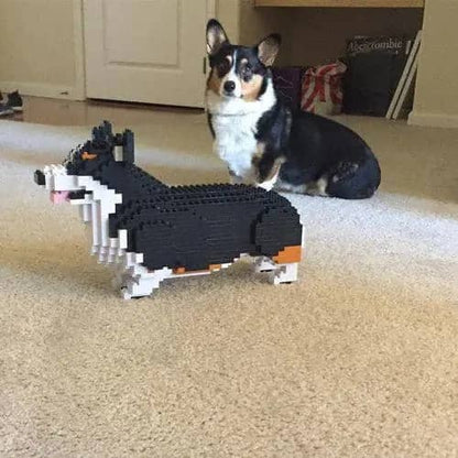 Welsh Corgi