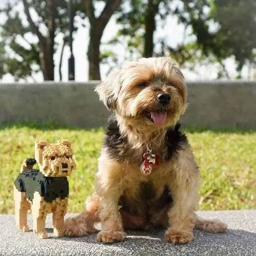 Yorkshire Terrier