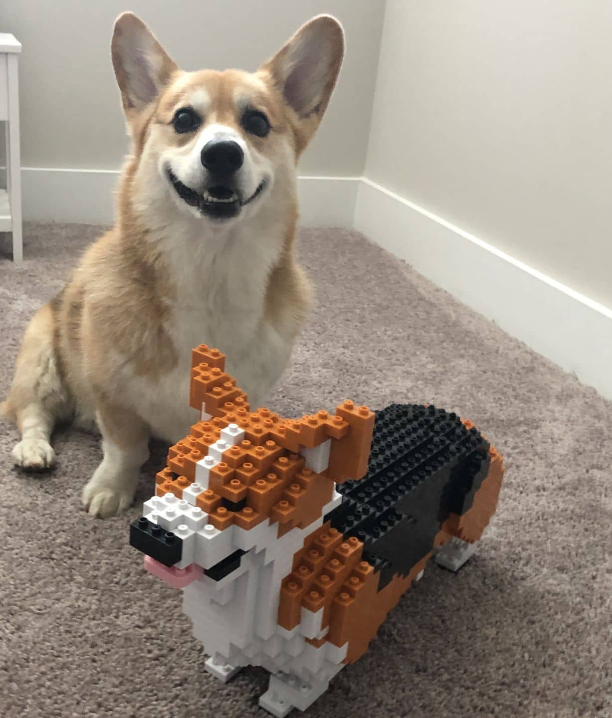 Welsh Corgi