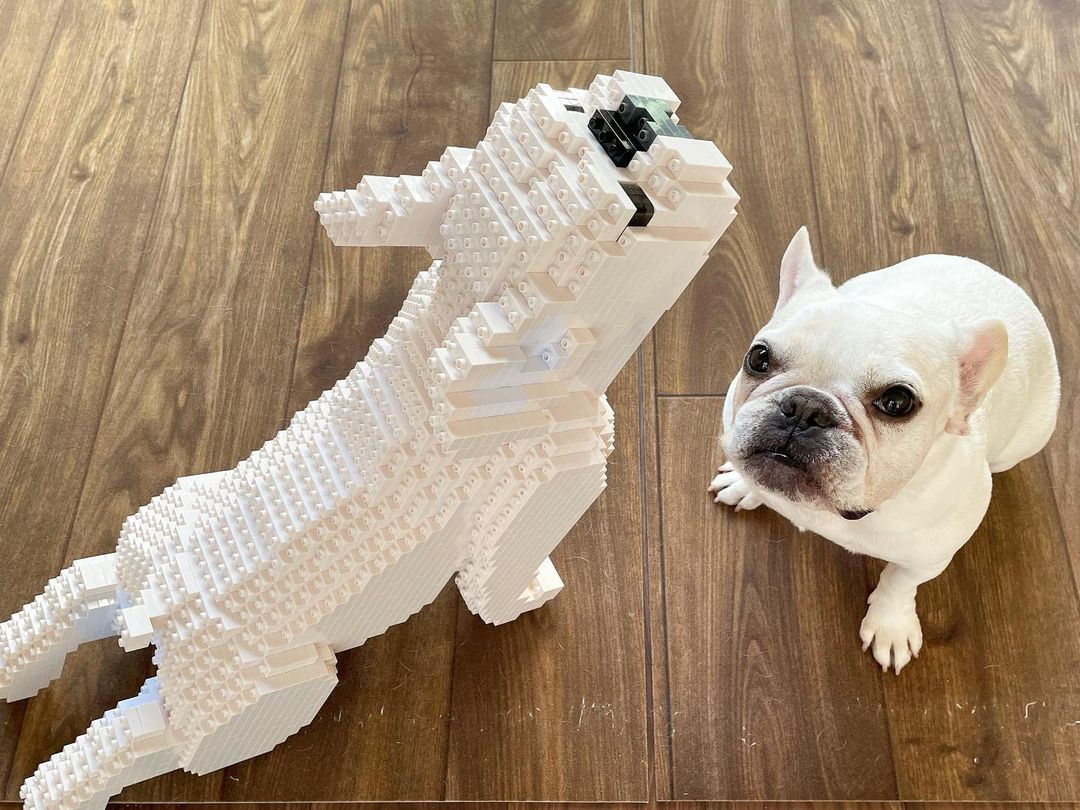 French Bulldog
