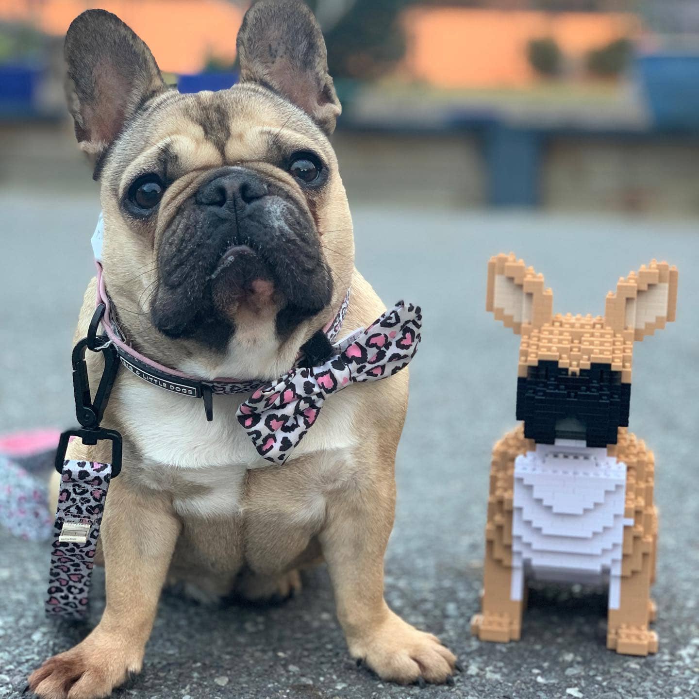French Bulldog