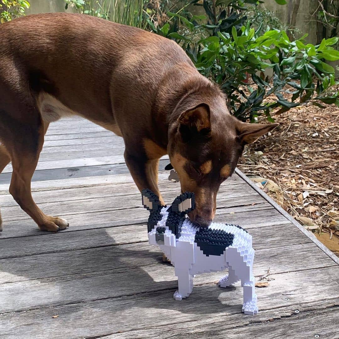 French Bulldog