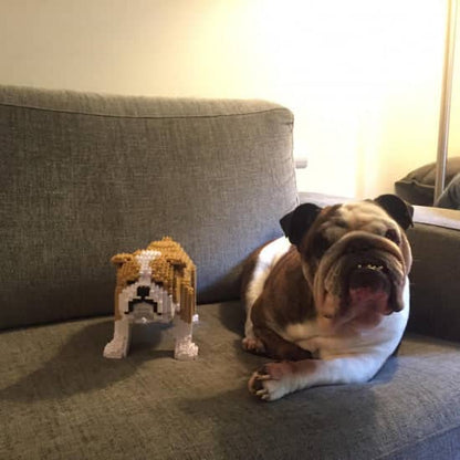 English Bulldog
