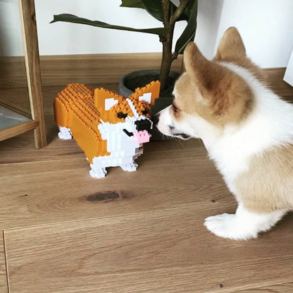 Welsh Corgi