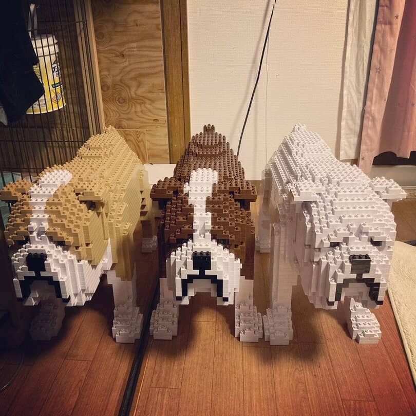 English Bulldog