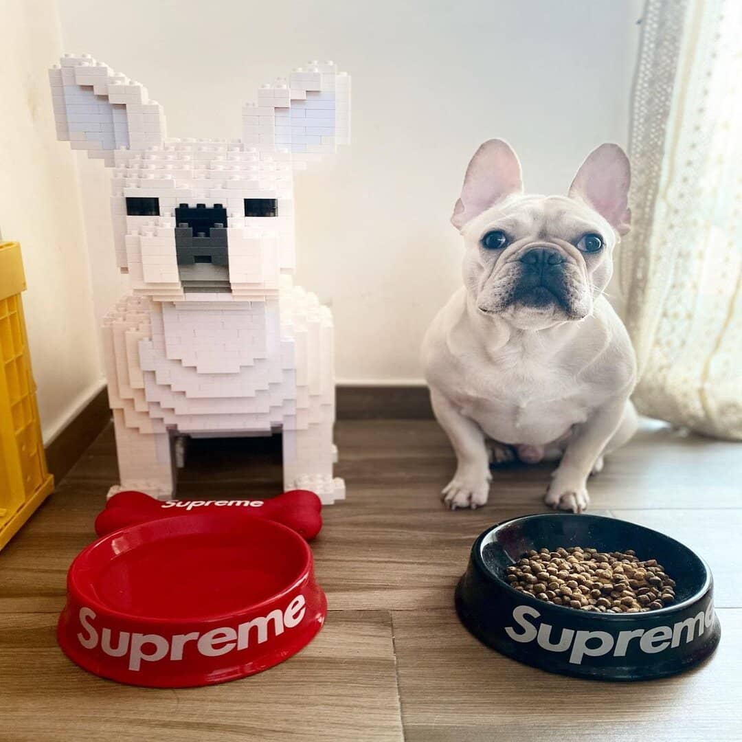 French Bulldog