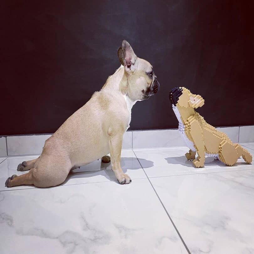 French Bulldog