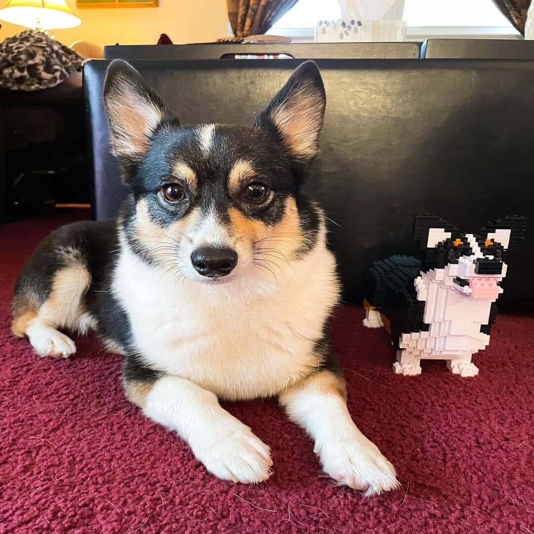 Welsh Corgi