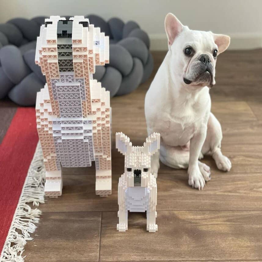 French Bulldog
