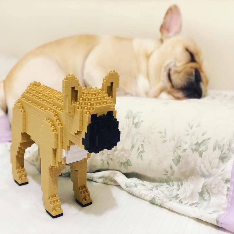 French Bulldog
