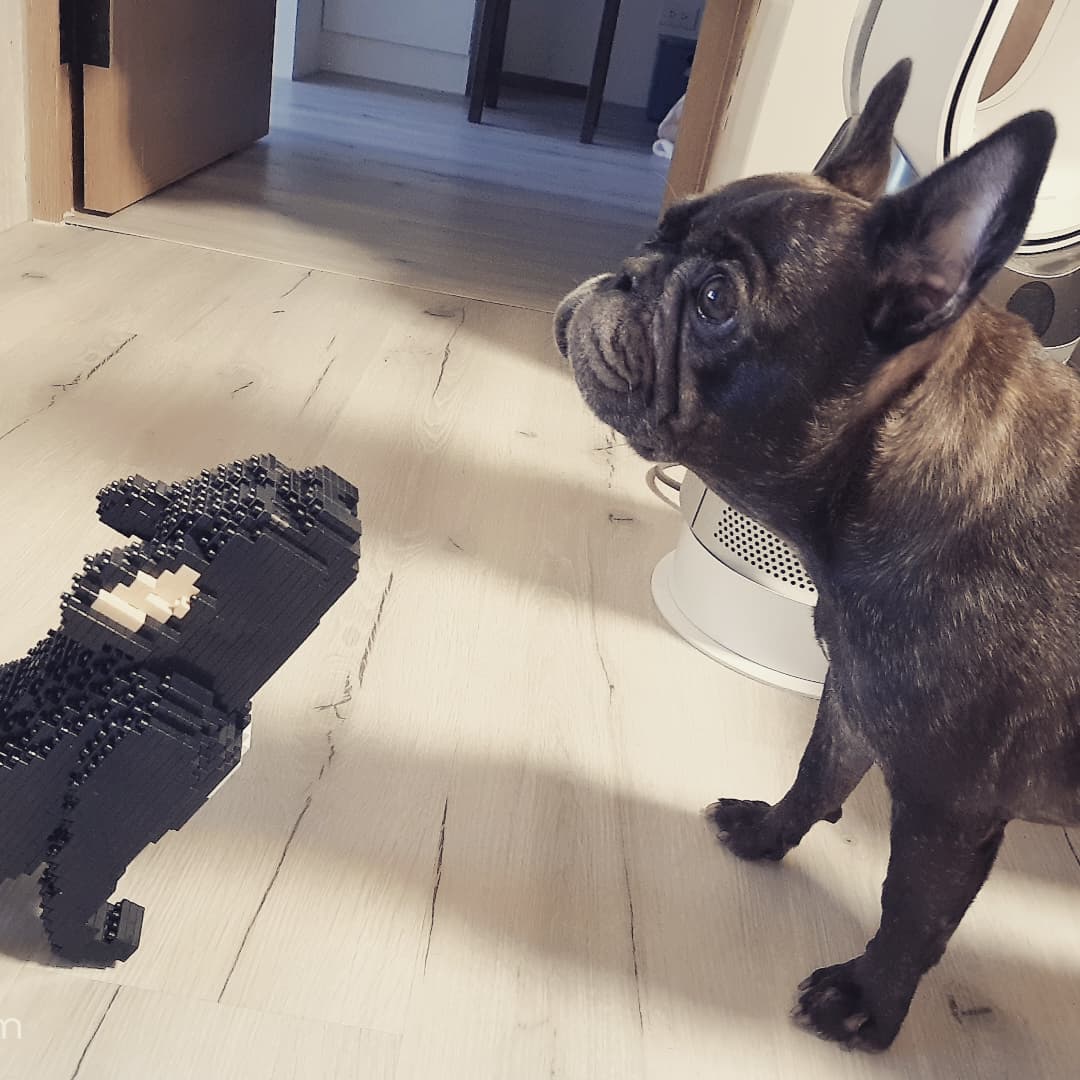 French Bulldog