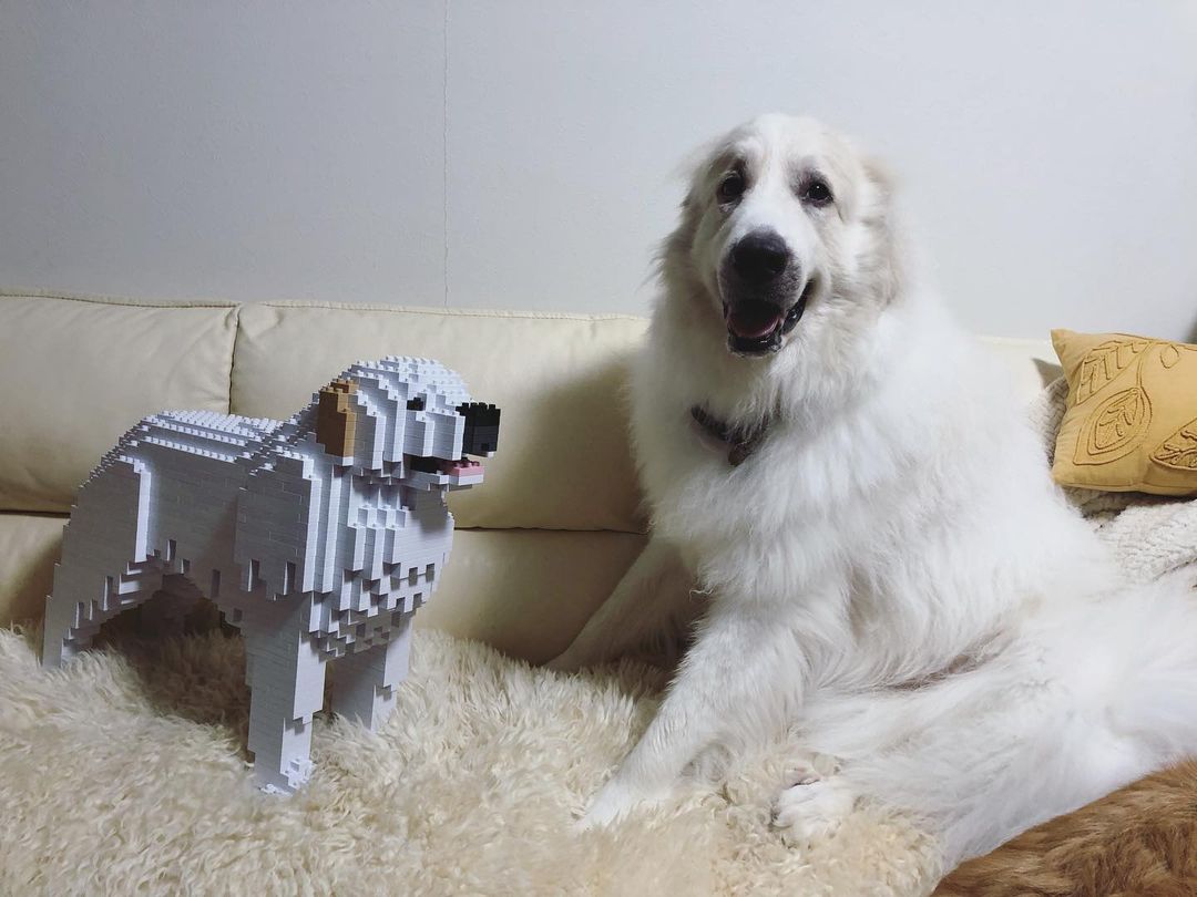 Great Pyrenees